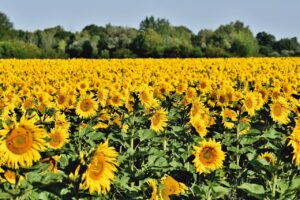 sunflower field, sunflower, bud